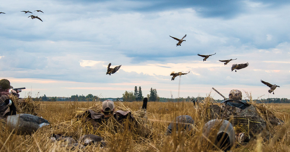 Monsters of the Midway